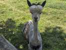 Lamas