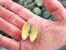 Rock pooling