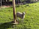 Random sheep