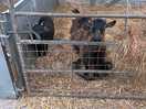 Goats love the fuss