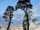 Rewilding area