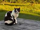 Cat security
