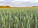 The rolling countryside