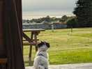 My dog enjoying the view