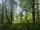 Forest overlooking the site