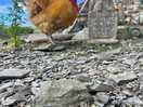 Wild roamingchicken