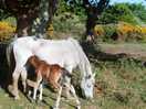 Lots of horses, just stunning
