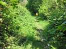 Walk