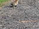 Lots of little furry residents just hopping around was lovely