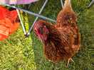 Friendly chickens