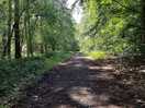 Laughton woods