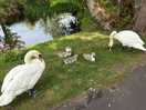 Family of swans