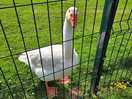 Geese, chickens and ducks to see.