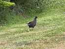 Lovely wildlife on the site