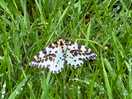 Butterflies and moths everywhere.