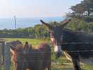 Donkeys on the farm!