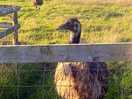 Emu