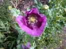 Flora and fauna