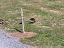 Lots of wildfowl on site