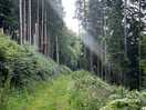 Forest walk on site