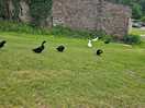 Duckies!