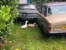 Ducks on the farm