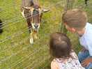 Both looking at the goats
