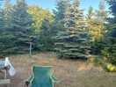 Christmas trees