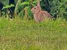 Bunnies on the field