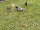 Friendly locals!