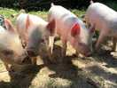 Piggies