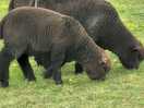 Variety of sheep