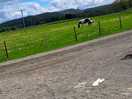 Horse track