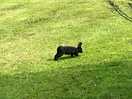 Little black bunny