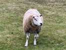 Local sheep
