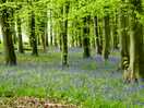 Beautiful woodland trails