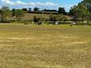 The fields behind the pitches where the sheep and pigs reside