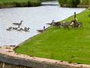 Geese and goslings on the shropshire union canal.