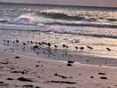 Am strand