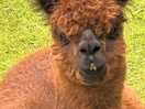 Alpacas