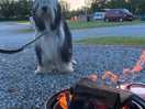 Fire pit and bbq