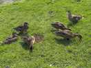 Quackers
