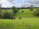 Horses behind our tent