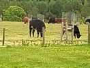 Cows near to camper