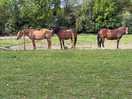 Horses on the site