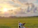 Dog friendly