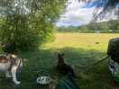 Happy dogs
