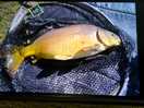 Carp i caught