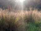 Sun in grasses