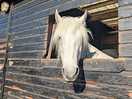 Beautiful horse
